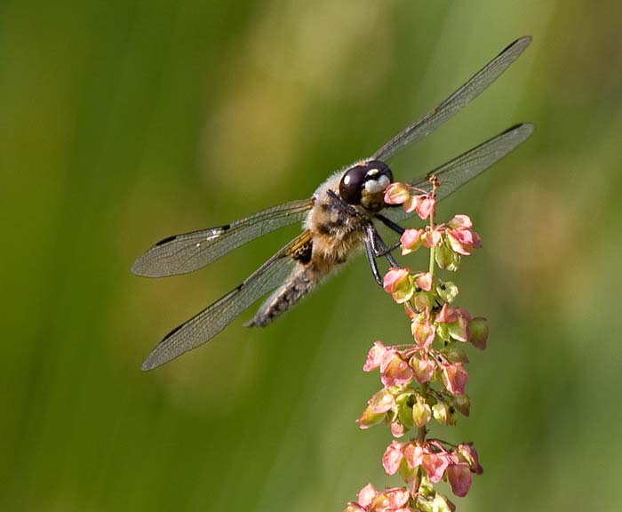 Libelle