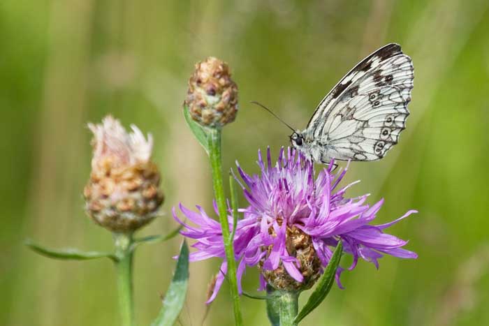 Schmetterling