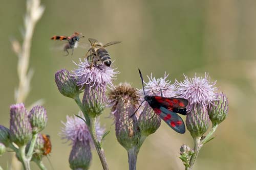 Wiesenleben