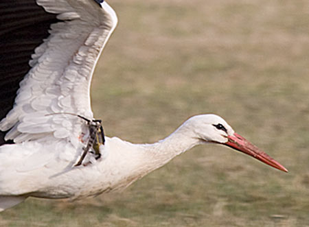 Storch mit Funksender