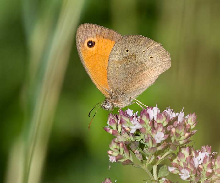 Schmetterling