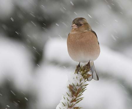 Buchfink im Schnee