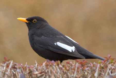 Teilalbino-Amsel