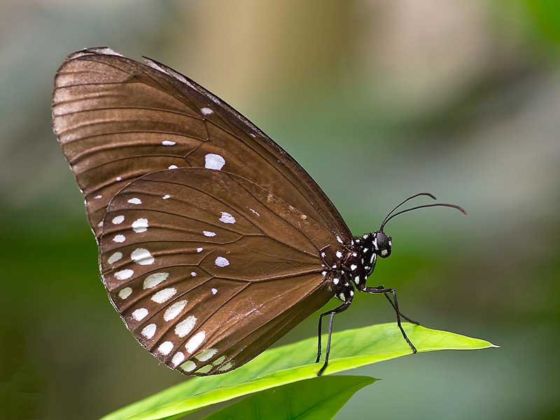 Schmetterling