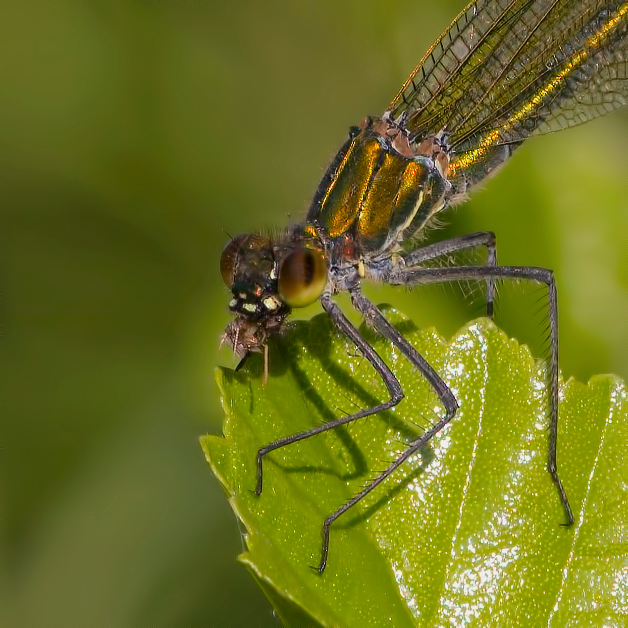 rote Libelle