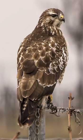 Bussard