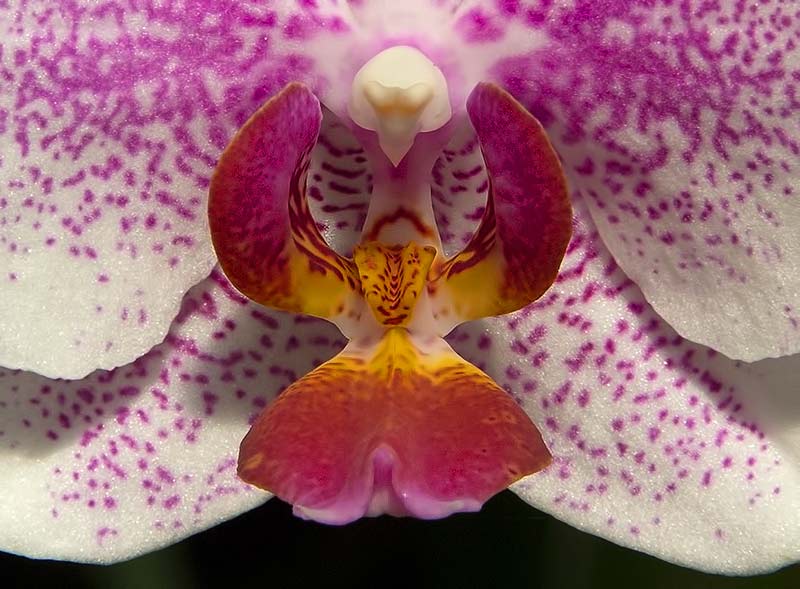 Orchidee