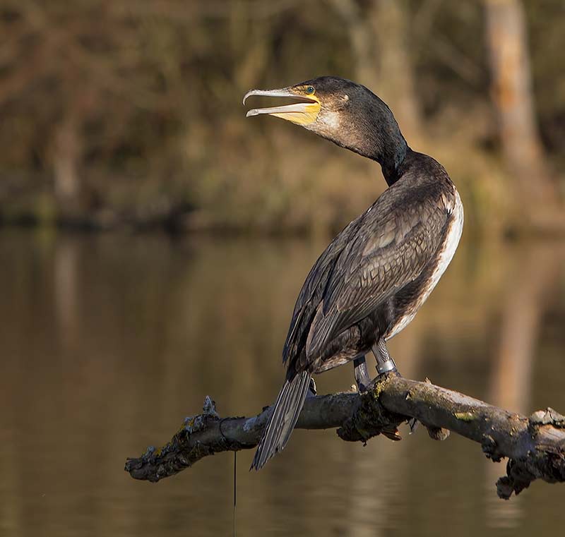 Kormoran