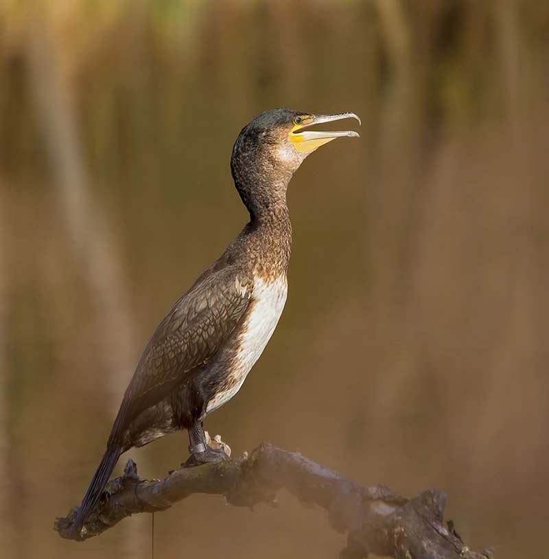 Kormoran