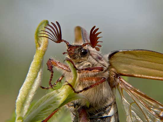 abfliegender Maikäfer