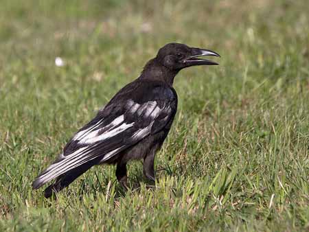 Wespenbussard