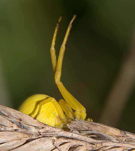 Gelbe Krabbenspinne