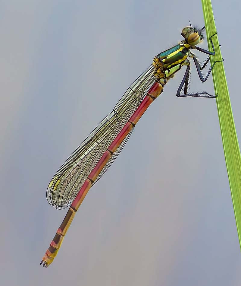 rote Libelle