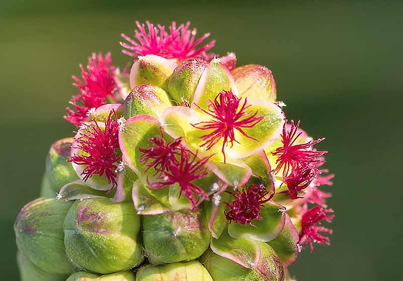 Erste Blüten