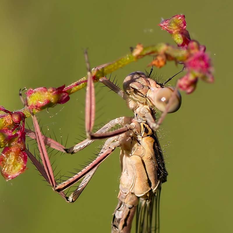 rote Libelle