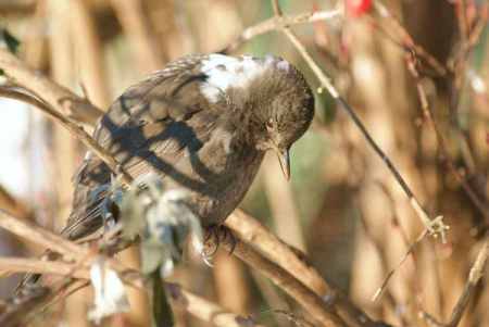 Teilalbino-Amsel