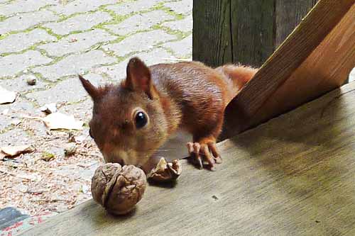 Fips, das Vogelschutzeichhörnchen