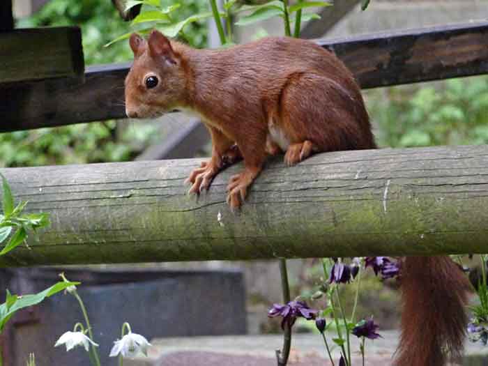 Zaunkönig
