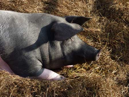 Glückliches Schwein