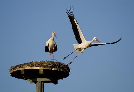 Storchennest bei Offenbach